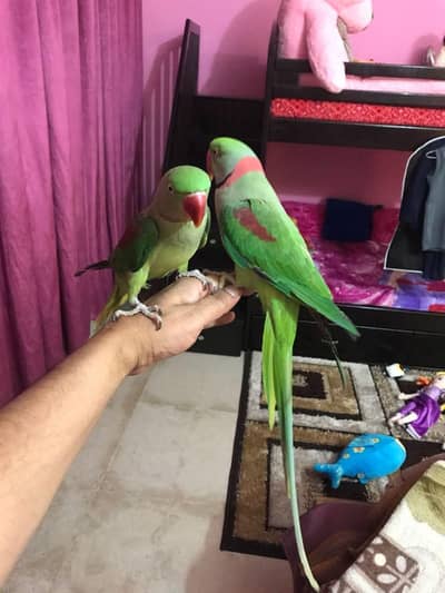 raw parrot tame and talking pair