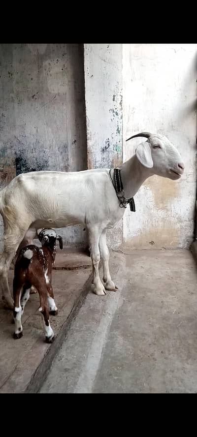 Ghulabi tapri Bakri with kid male
