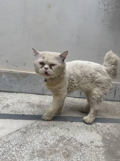White Persian Male cat for sale | Punch face | beautiful ayes