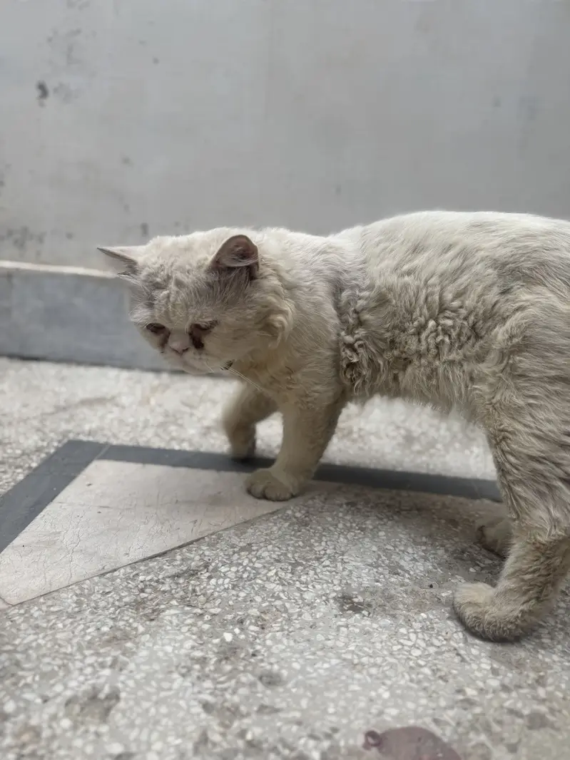 White Persian Male cat for sale | Punch face | beautiful ayes — photo 2