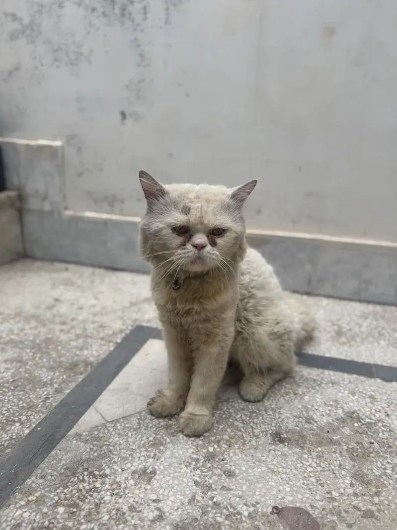 White Persian Male cat for sale | Punch face | beautiful ayes — photo 3