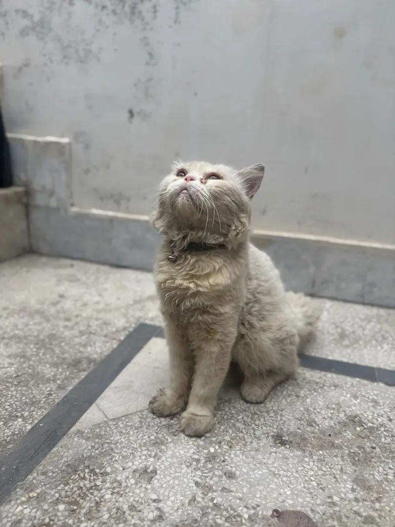 White Persian Male cat for sale | Punch face | beautiful ayes — photo 4