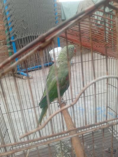 beader