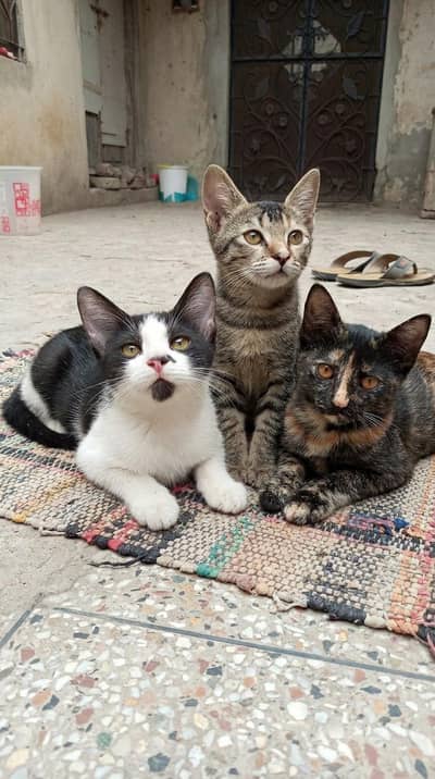 3 Playful Kittens