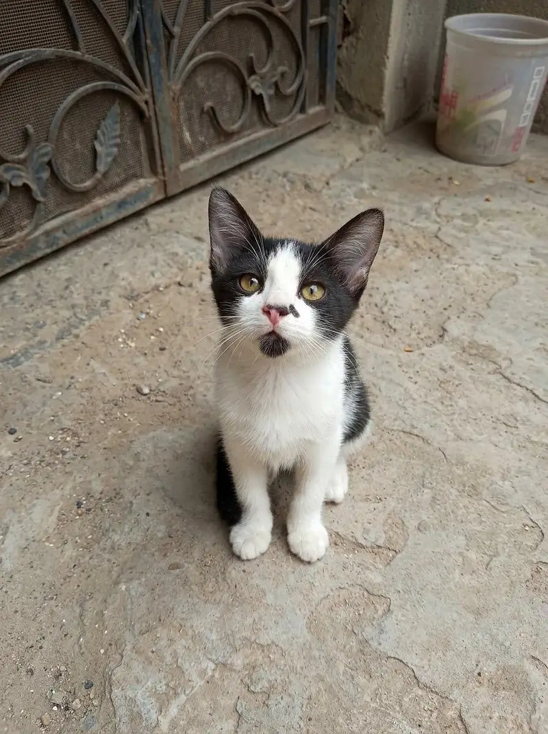 3 Playful Kittens — photo 2