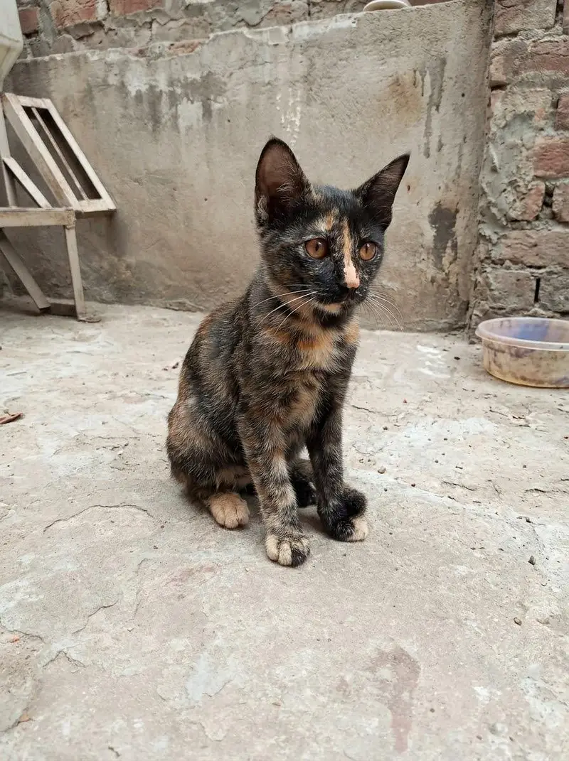 3 Playful Kittens — photo 3