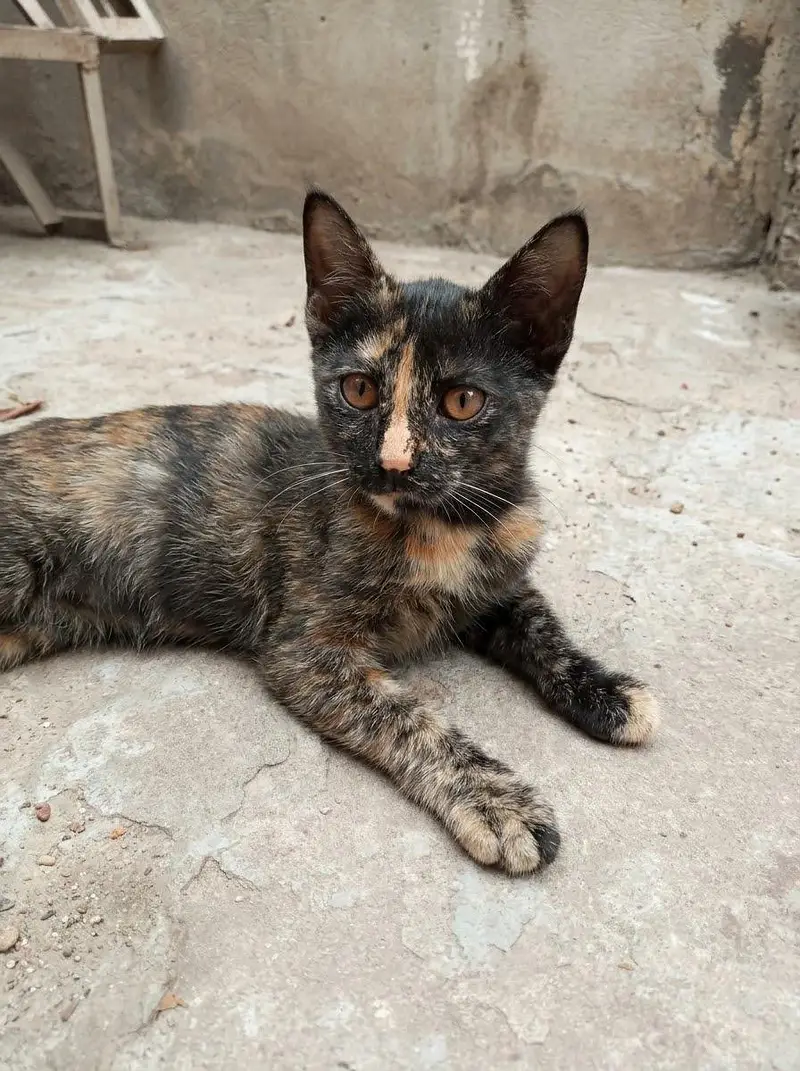 3 Playful Kittens — photo 4