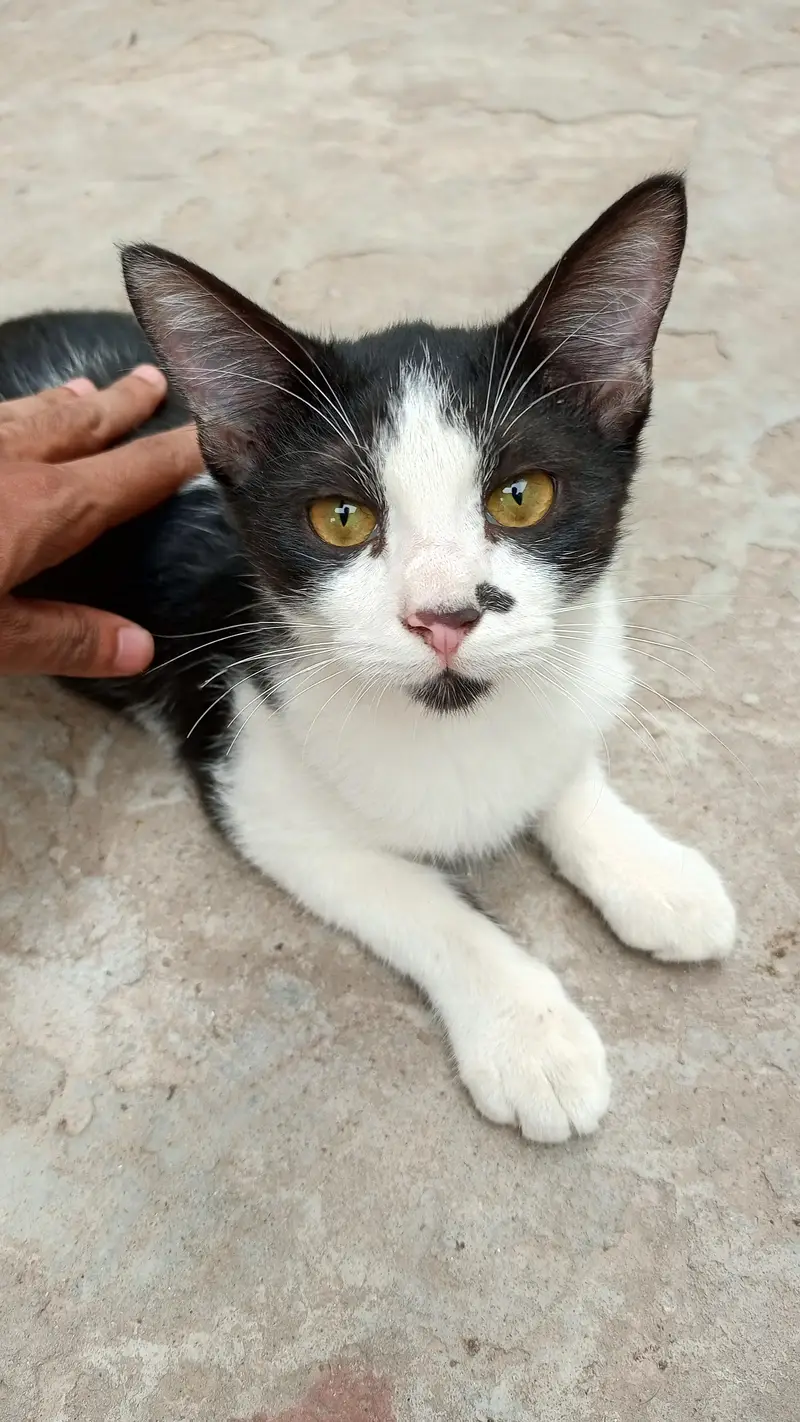 3 Playful Kittens — photo 7