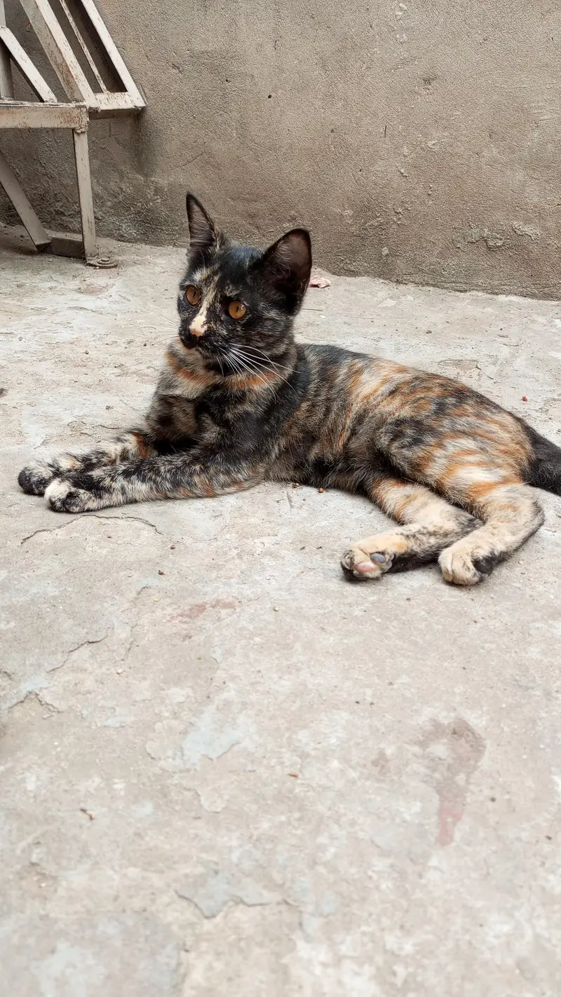 3 Playful Kittens — photo 8