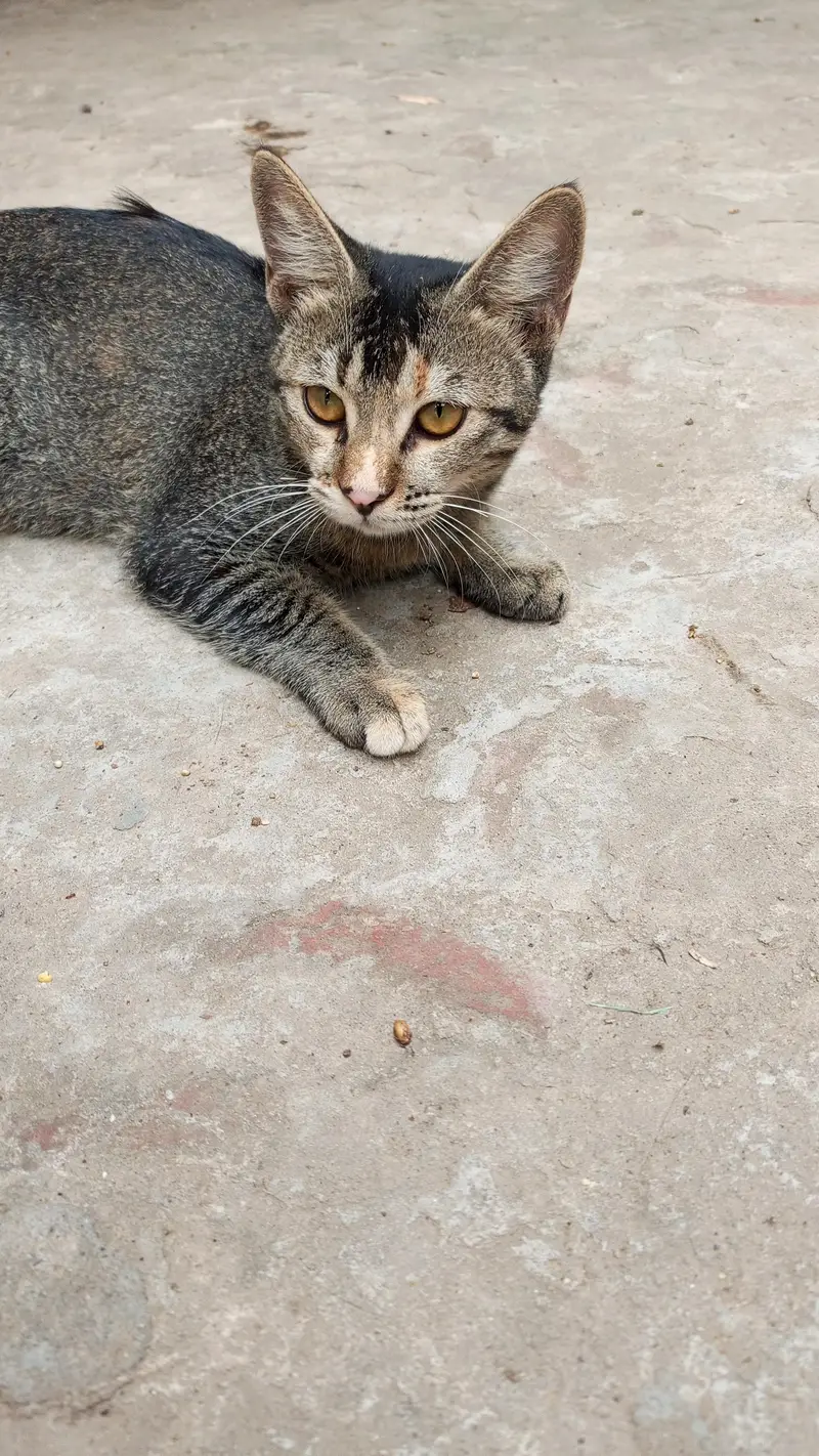 3 Playful Kittens — photo 9