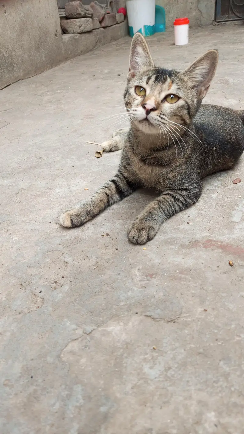 3 Playful Kittens — photo 10