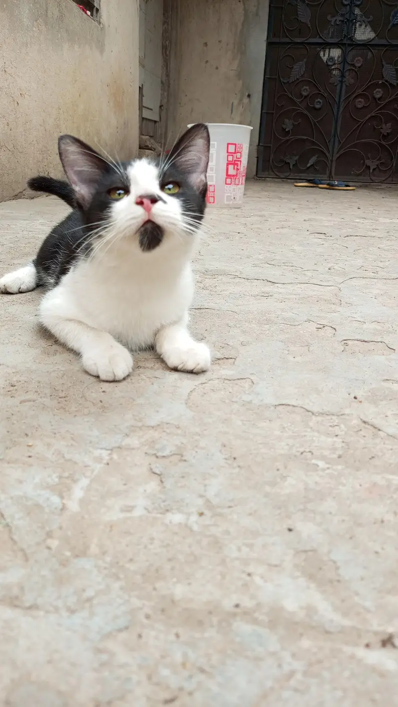 3 Playful Kittens — photo 11