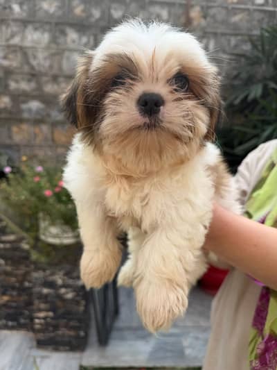 Cute Shihtzu's