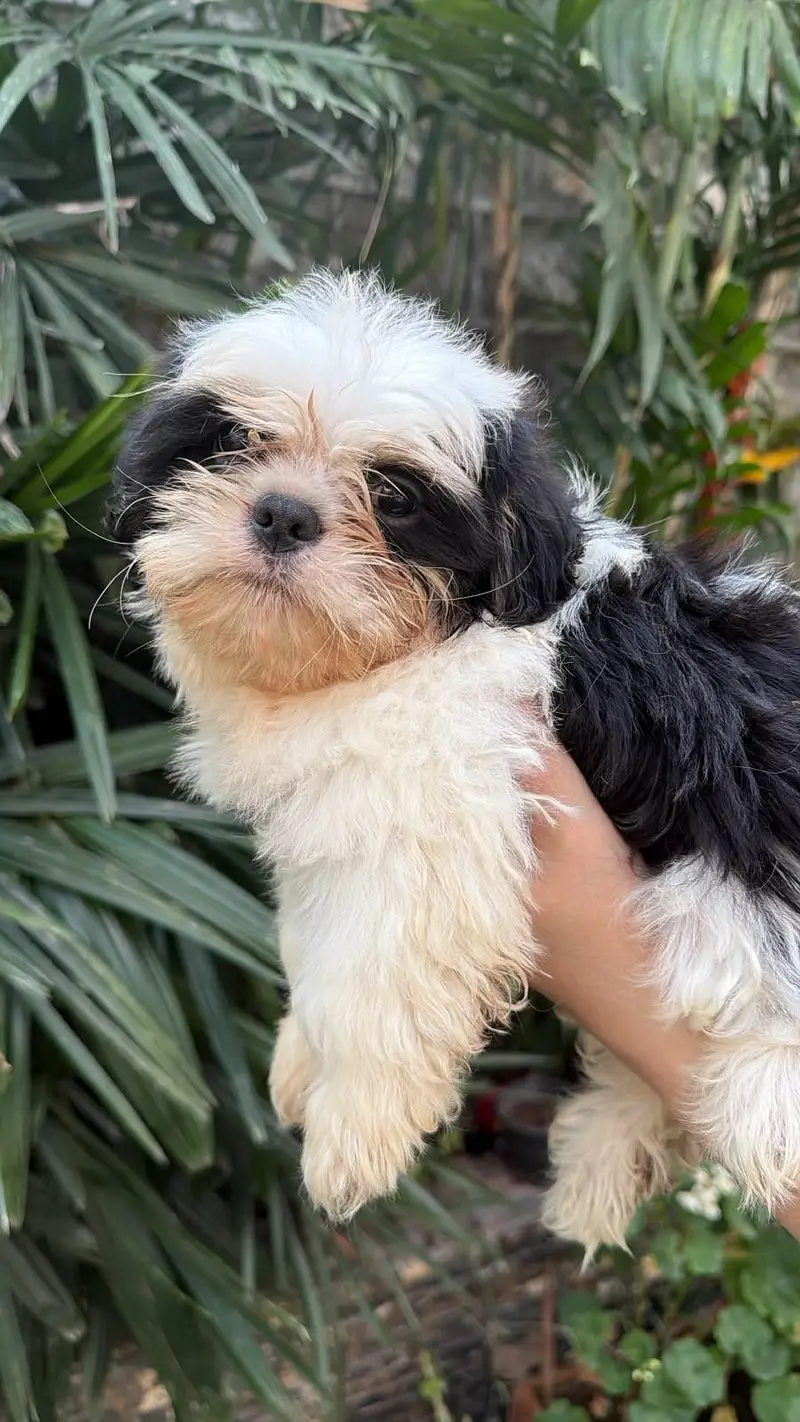 Cute Shihtzu's — photo 3