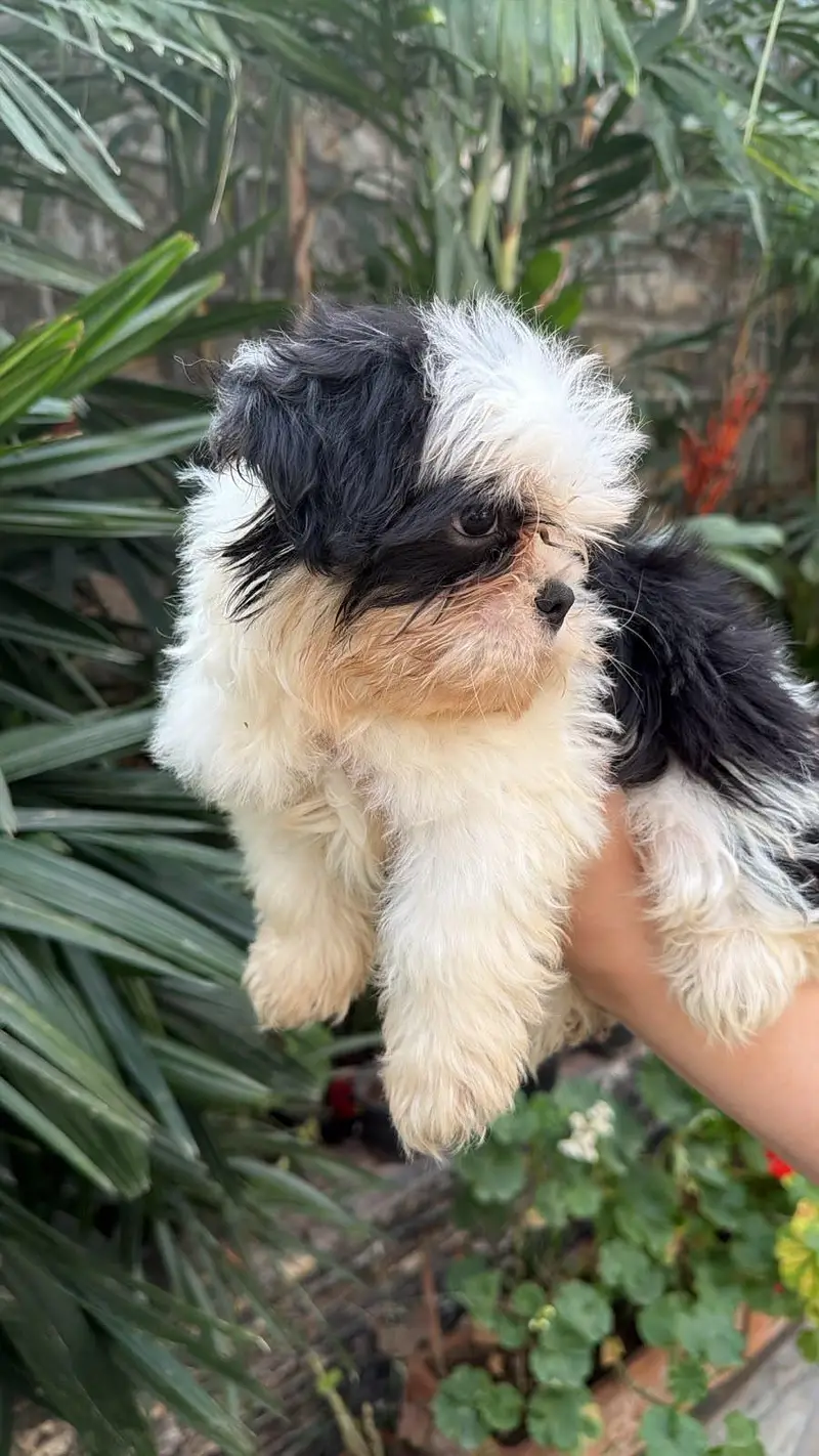 Cute Shihtzu's — photo 4