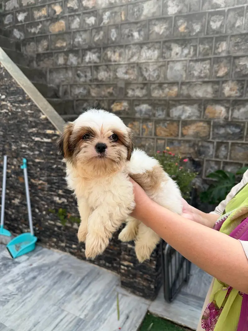 Cute Shihtzu's — photo 5