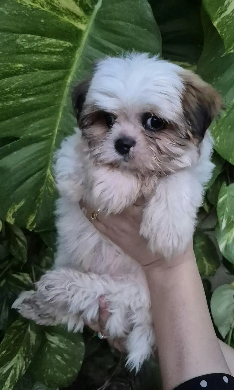Cute Shihtzu's — photo 6
