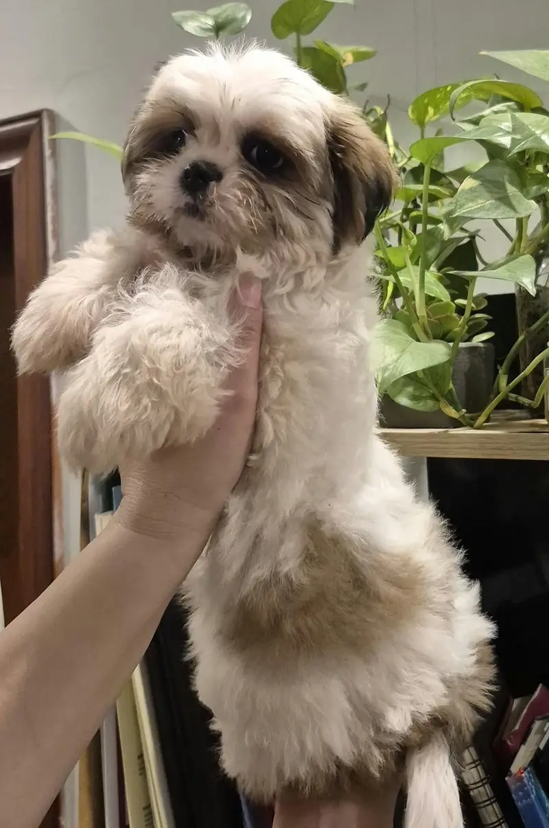 Cute Shihtzu's — photo 7