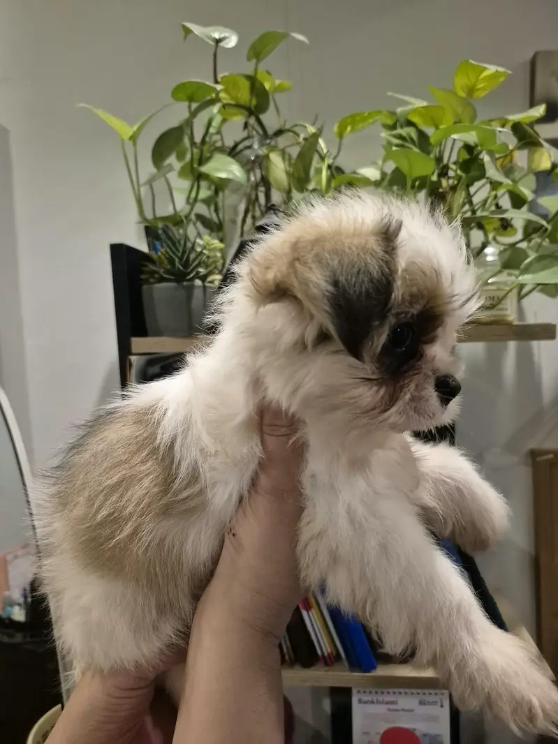 Cute Shihtzu's — photo 8
