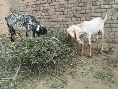 مکھی چینی