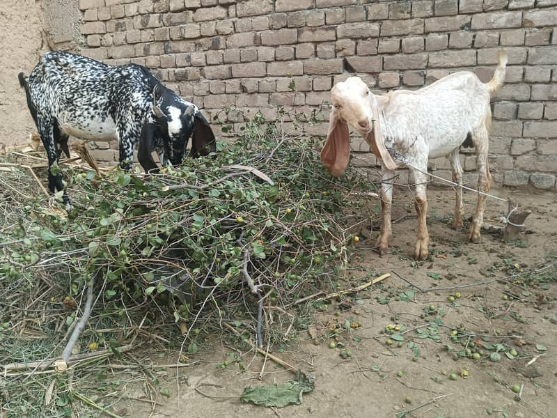 مکھی چینی 1