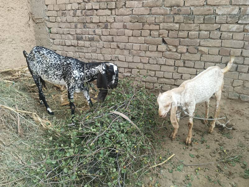 مکھی چینی 2