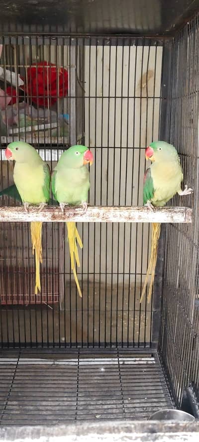 Raw parrot female