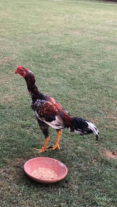 Aseel murgha murghi patha pathi for sale Thai mianwali