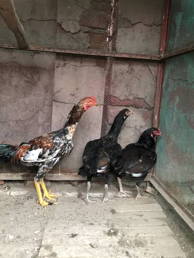 Aseel murgha murghi patha pathi for sale Thai mianwali