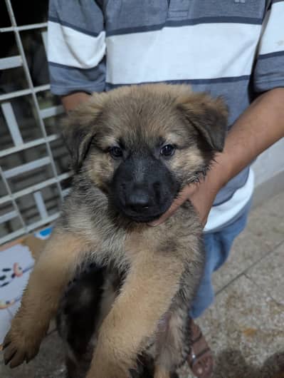 Alsheshan Dog
