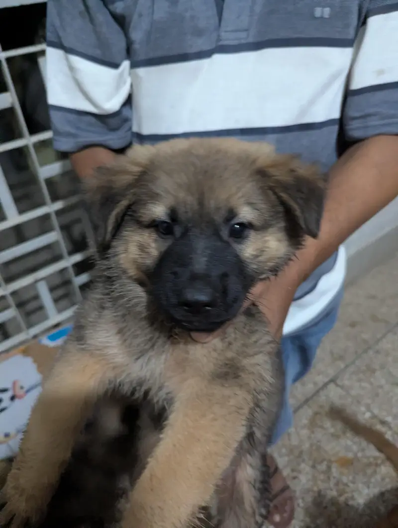 Alsheshan Dog — photo 2
