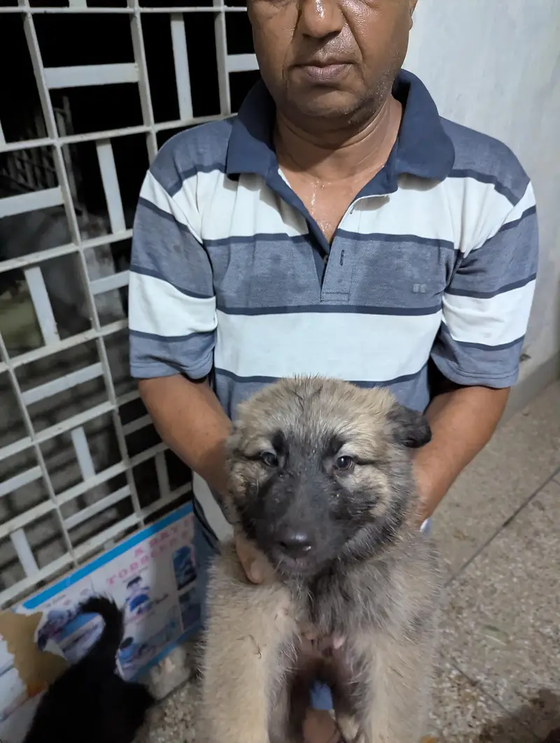 Alsheshan Dog — photo 3