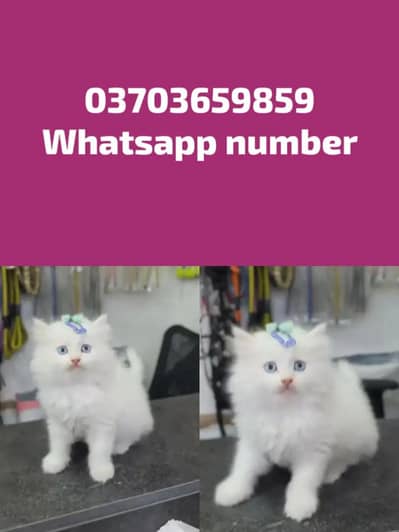 Persian Female kitten for sale