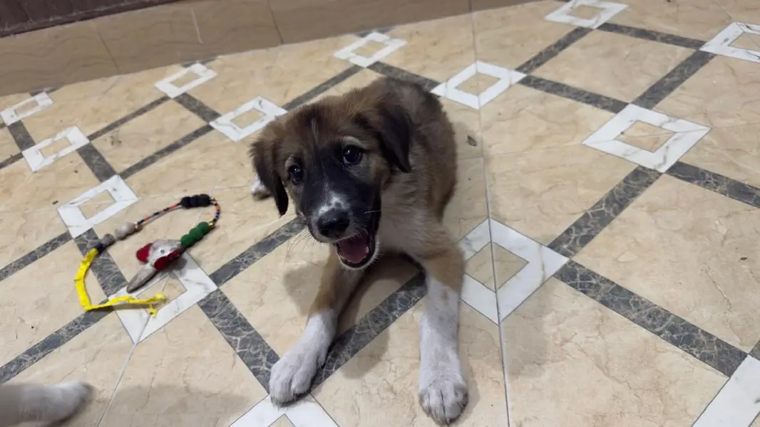 Mix breed vaccinated sell urgent on lower price. — photo 2