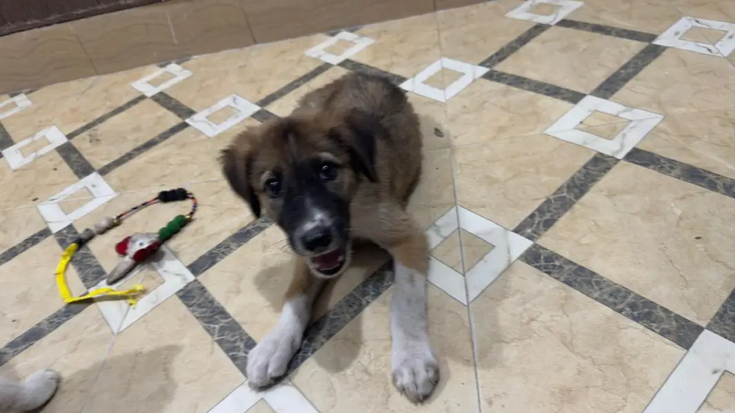 Mix breed vaccinated sell urgent on lower price. — photo 3