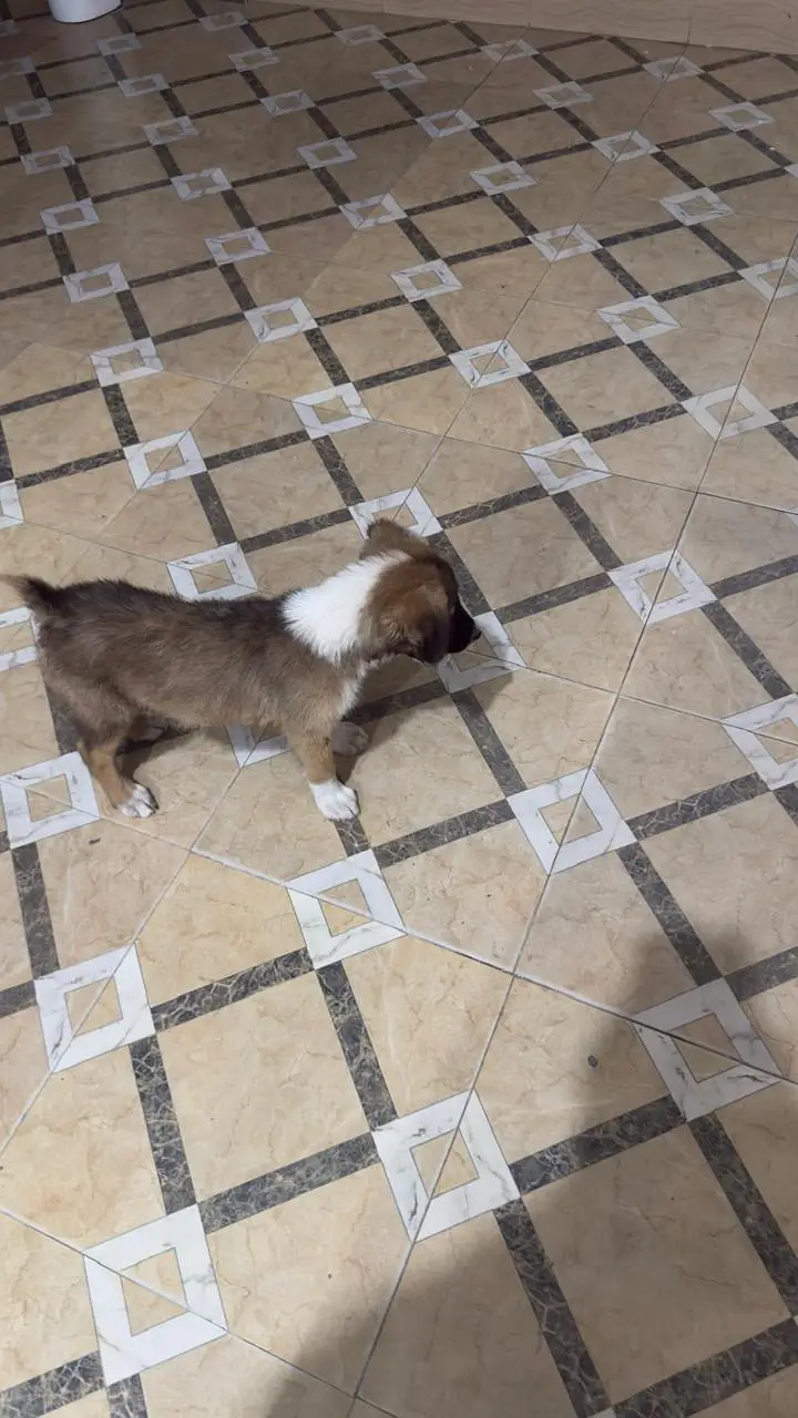 Mix breed vaccinated sell urgent on lower price. — photo 4