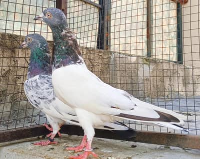 Salara Taddy. Imam Deen. . Golden. . . 5 . . . Pairs For Sale
