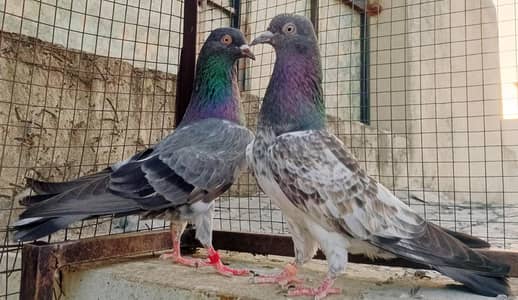 Salara Taddy. Imam Deen. . Golden. . . 5 . . . Pairs For Sale