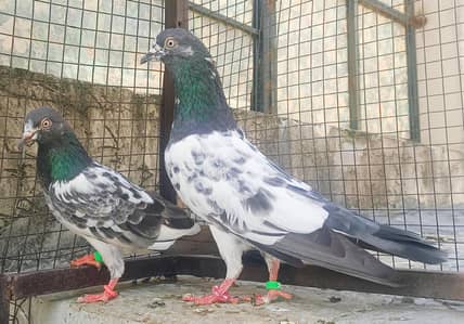 Salara Taddy. Imam Deen. . Golden. . . 5 . . . Pairs For Sale