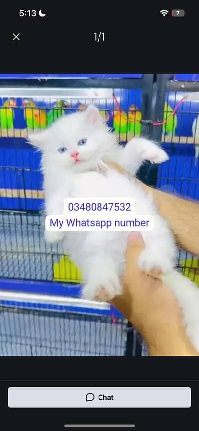 Persian kittens for sale