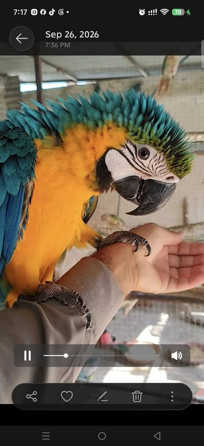 blue gold macaw green wing red macaw African grey Goffin cocatoo parot