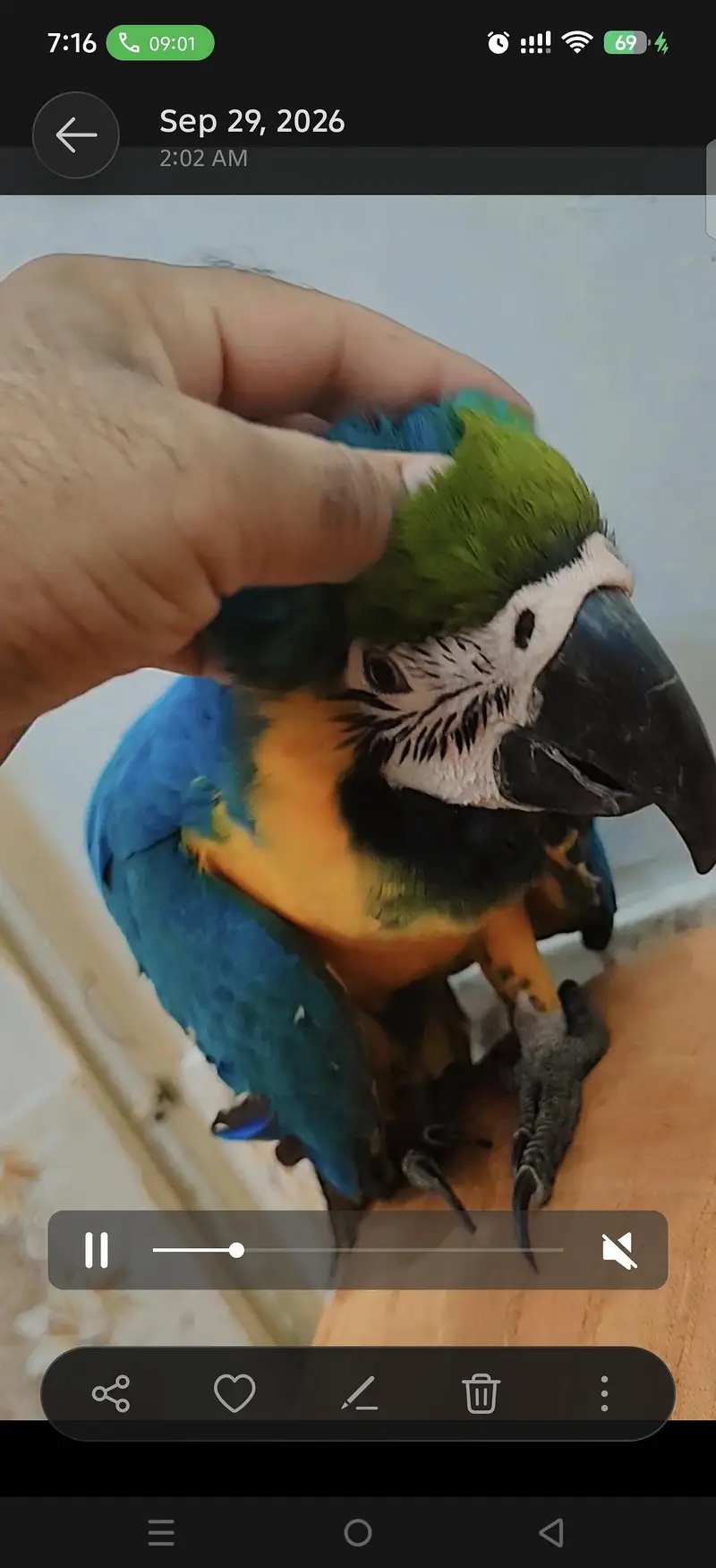 blue gold macaw green wing red macaw African grey Goffin cocatoo parot — photo 2