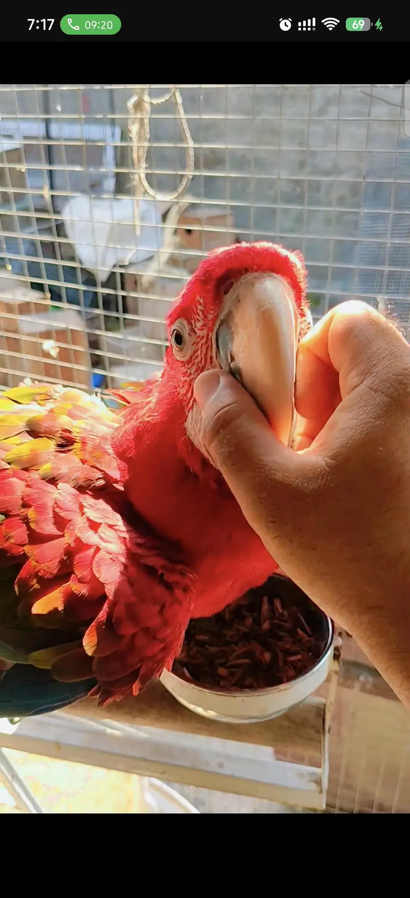 blue gold macaw green wing red macaw African grey Goffin cocatoo parot — photo 3