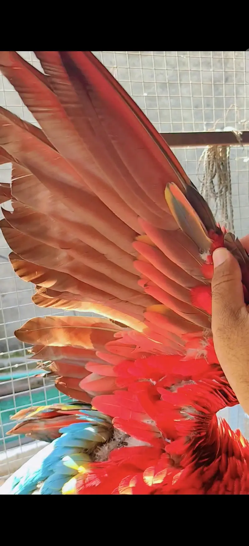 blue gold macaw green wing red macaw African grey Goffin cocatoo parot — photo 4