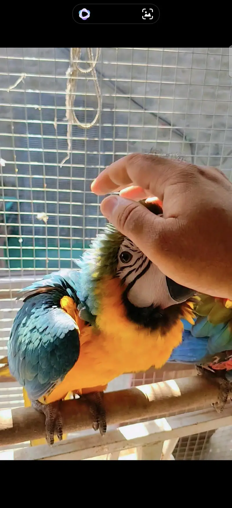 blue gold macaw green wing red macaw African grey Goffin cocatoo parot — photo 5