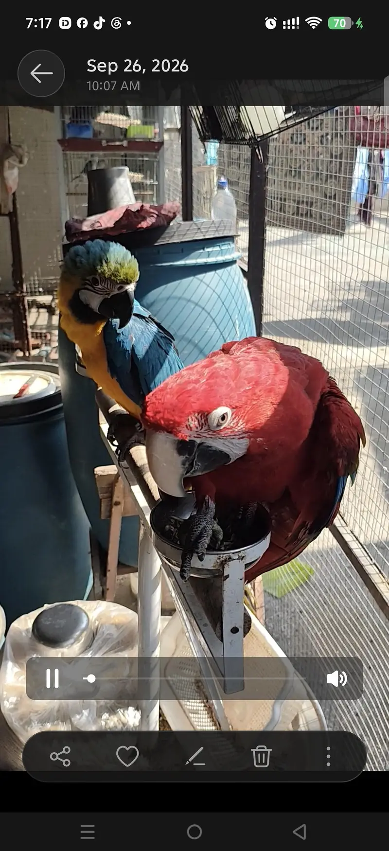blue gold macaw green wing red macaw African grey Goffin cocatoo parot — photo 6