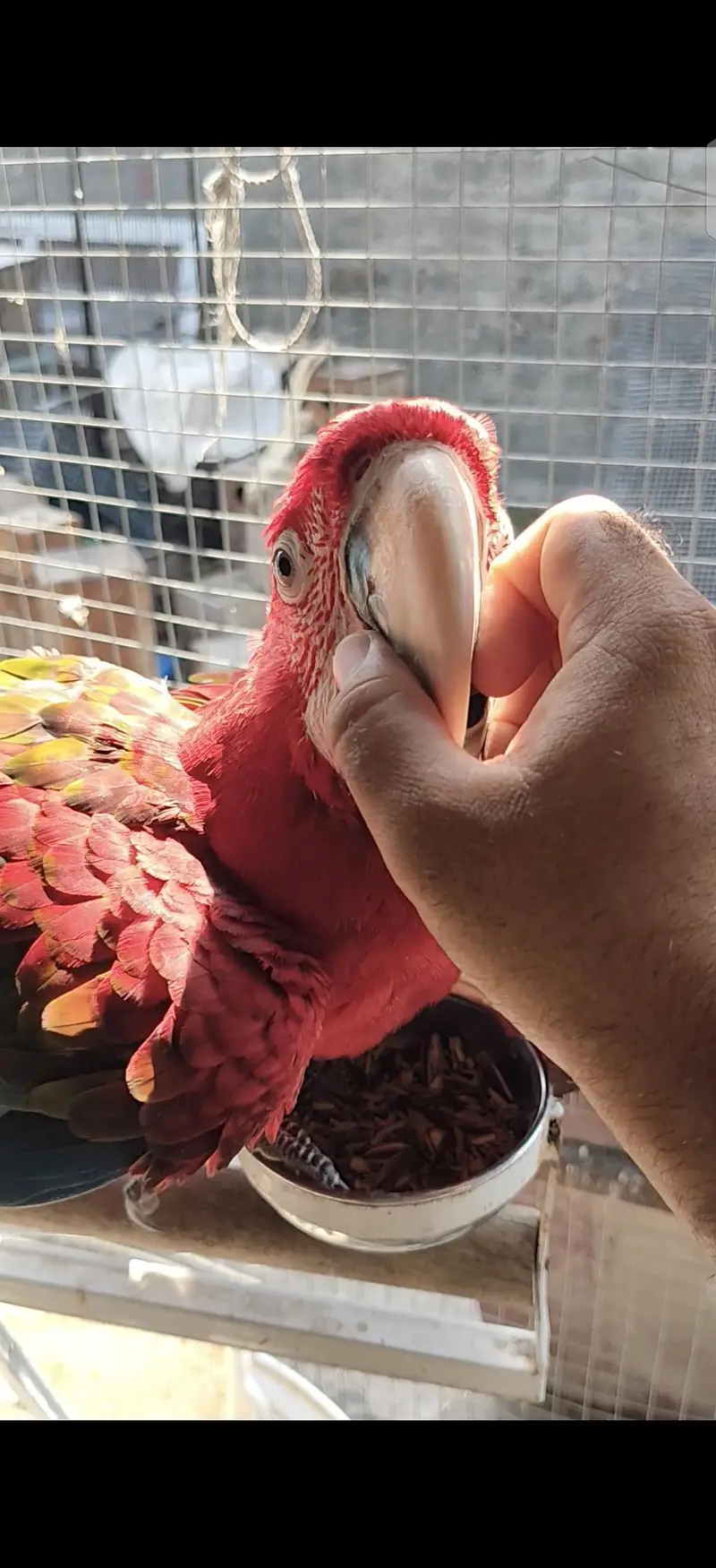 blue gold macaw green wing red macaw African grey Goffin cocatoo parot — photo 7