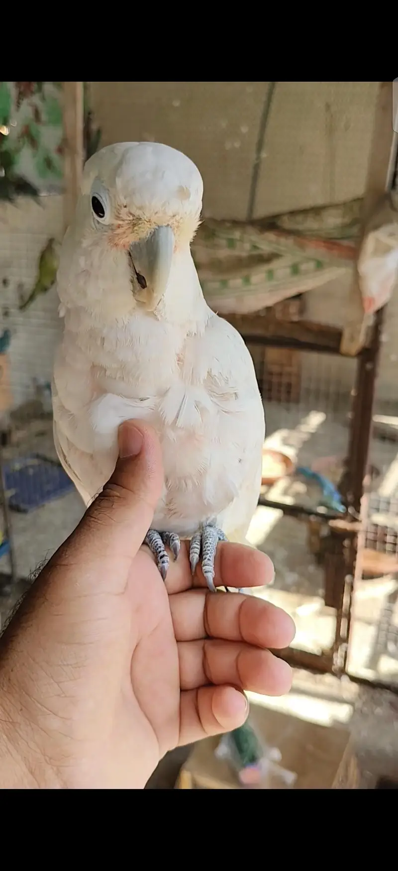 blue gold macaw green wing red macaw African grey Goffin cocatoo parot — photo 8