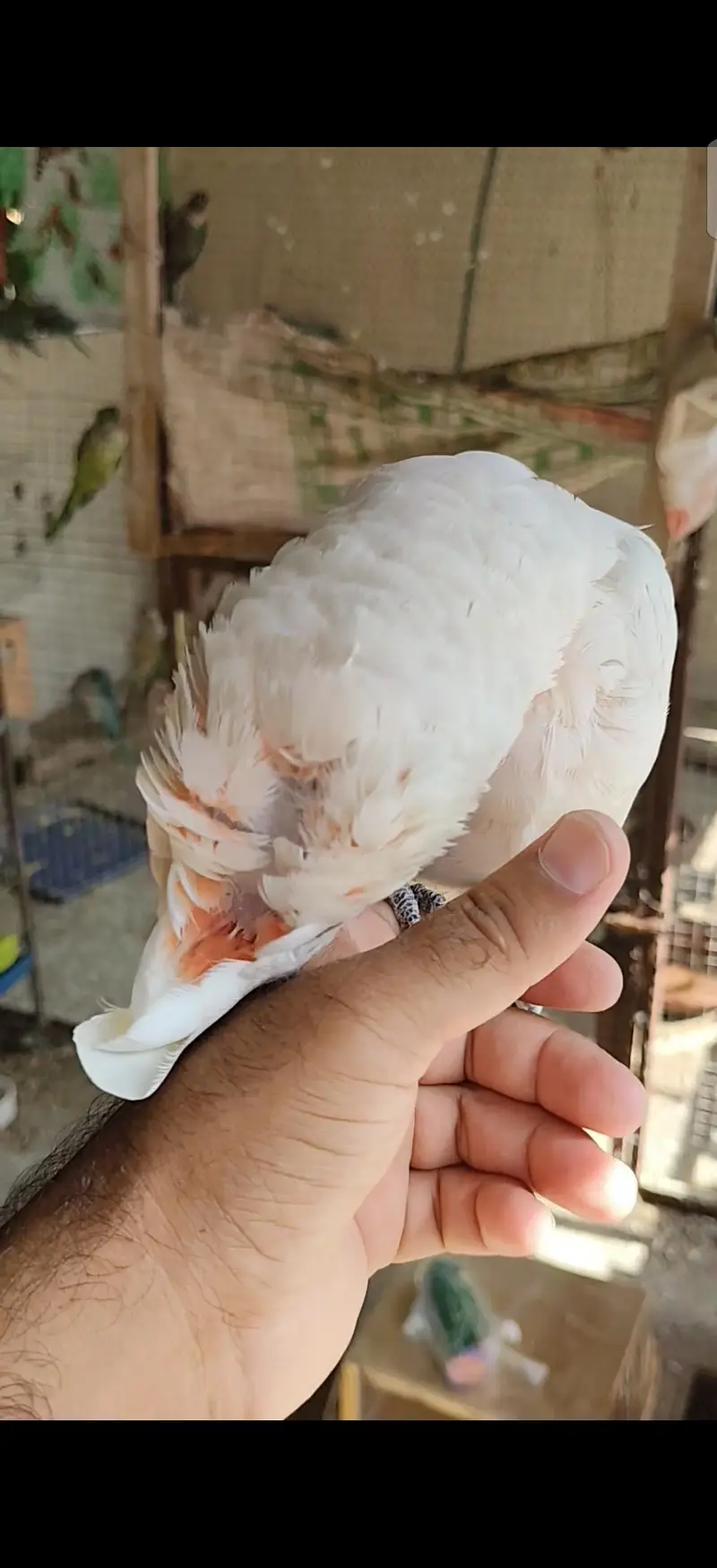 blue gold macaw green wing red macaw African grey Goffin cocatoo parot — photo 9