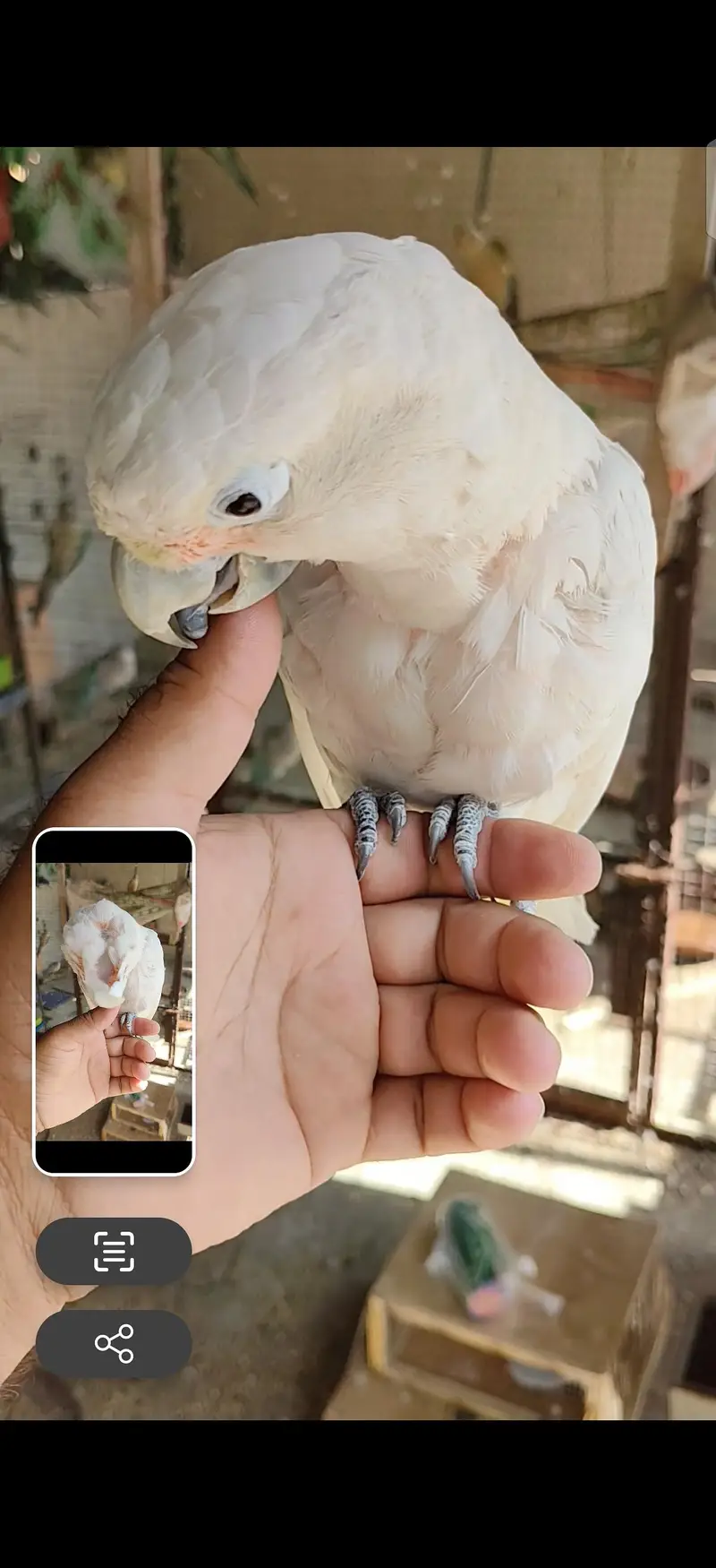 blue gold macaw green wing red macaw African grey Goffin cocatoo parot — photo 10